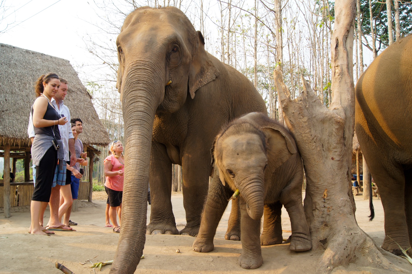 Elephants, responsibly