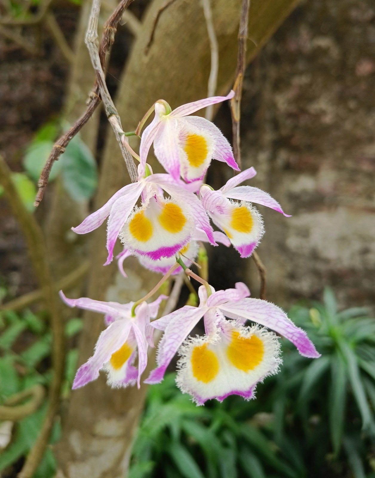 Thai orchids